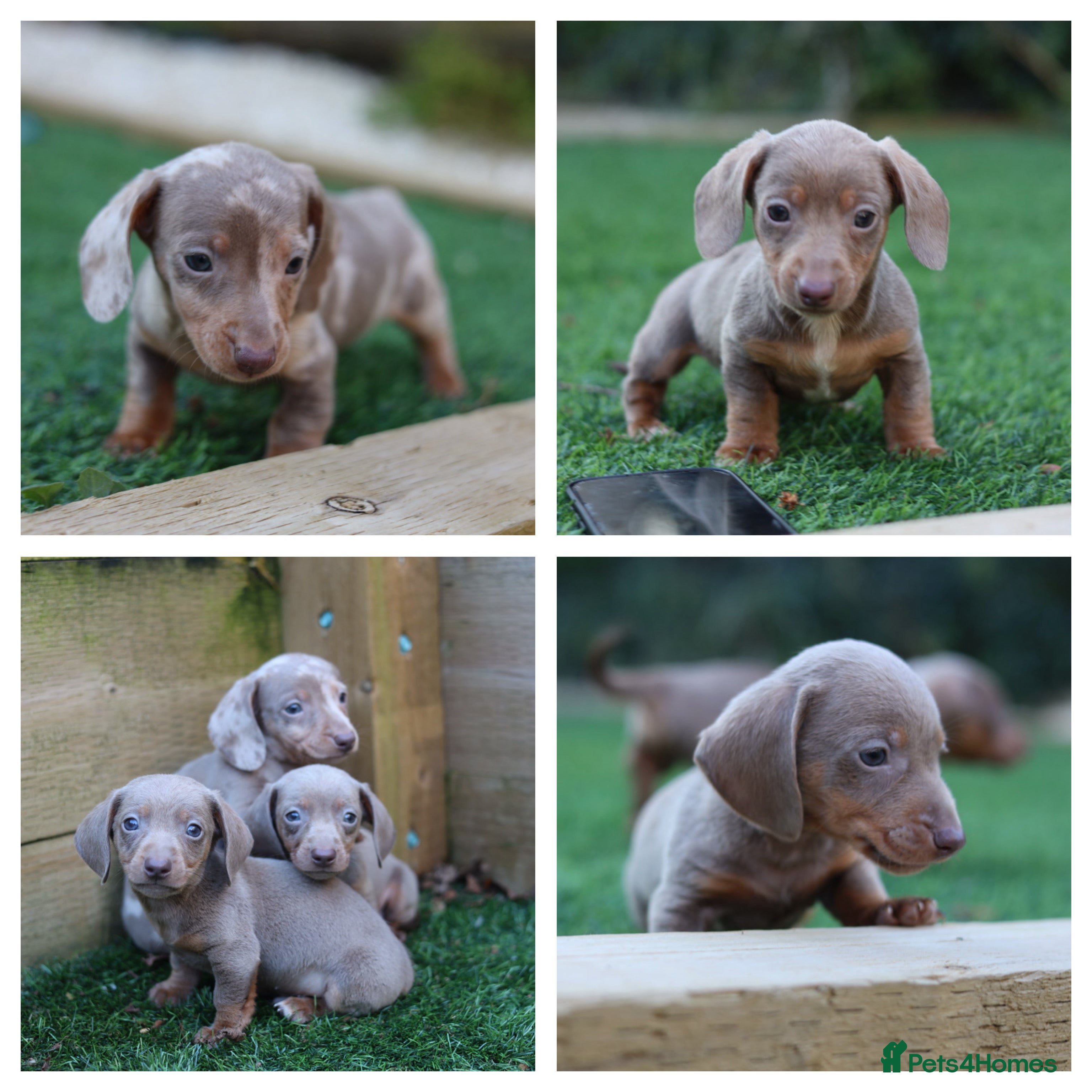 Miniature Dachshund dogs Kc reg-Super tiny miniature dachshund pups - Advert 9