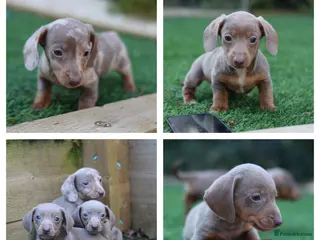 Miniature Dachshund dogs Kc reg-Super tiny miniature dachshund pups - Advert 9