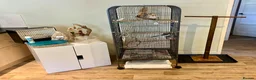 Cockatiels birds for sale: Bonded pair cockatiels  in Thirsk - Advert 11