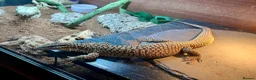 Monitor reptiles for sale: Male ackie monitor called jax 2years old - Advert 1