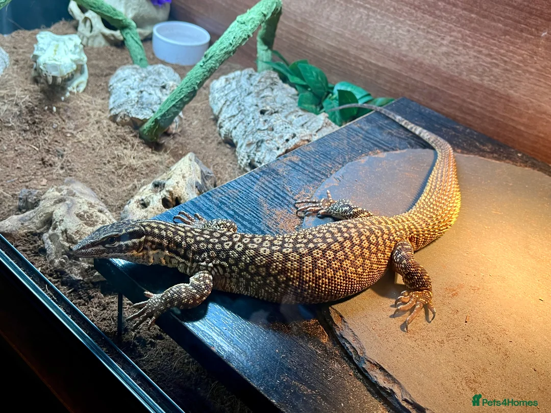 Monitor reptiles for sale: Male ackie monitor called jax 2years old - Advert 1