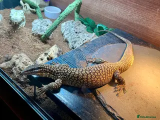 Monitor reptiles Male ackie monitor called jax 2years old - Advert 2