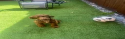 Cocker Spaniel dogs for sale: Show cocker spaniel  in Peterborough - Advert 1