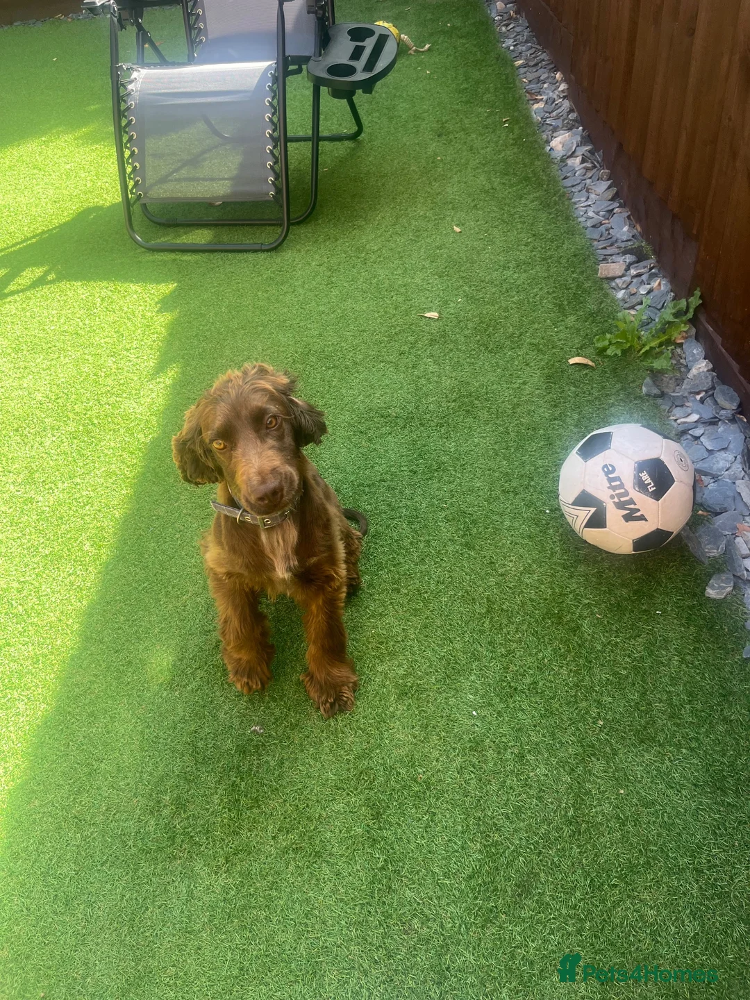 Cocker Spaniel dogs for sale: Show cocker spaniel  in Peterborough - Advert 1