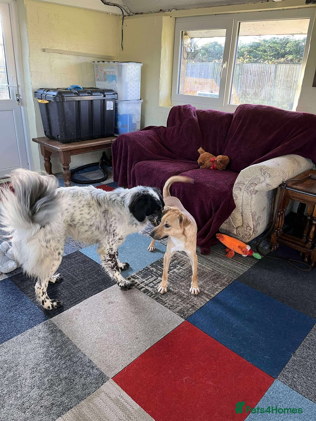 Mixed Breed dogs for adoption: OSCAR - Advert 4