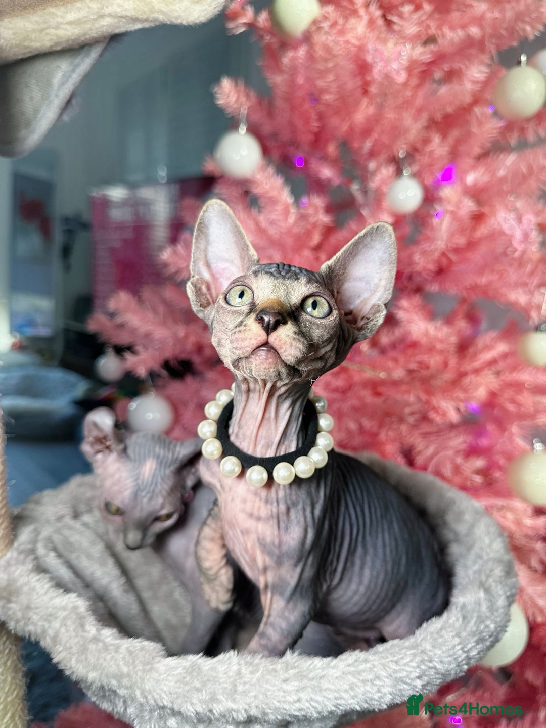 Sphynx cats for sale: 🌟 Stunning Sphynx & Elf Kittens  - Advert 34