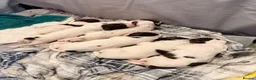 English Springer Spaniel dogs for sale: Liver and White Springer Spaniel Puppies  in South Shields - Advert 3