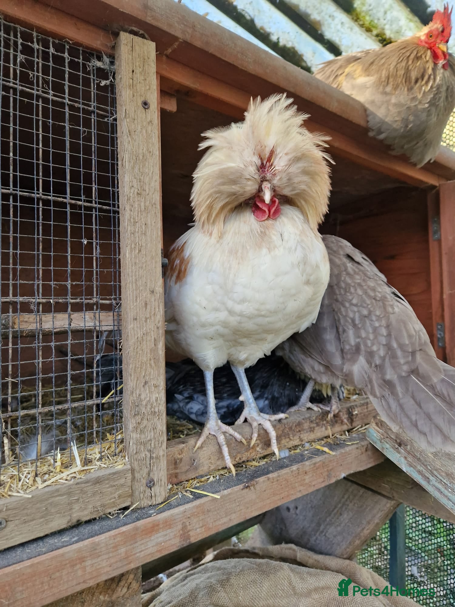 Mixed Breed livestock Belgian cottontop cockerels needing good home - Advert 8