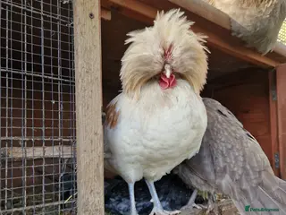 Mixed Breed livestock Belgian cottontop cockerels needing good home - Advert 8