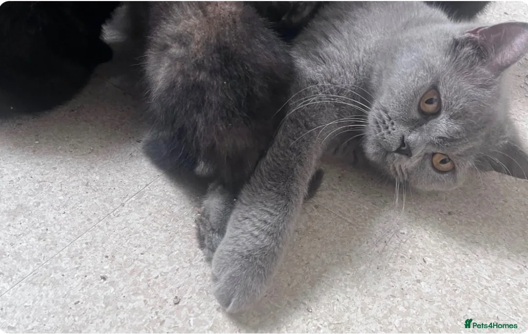 British Shorthair cats for sale: british shorthair mixed breed in Melton Mowbray - Advert 1