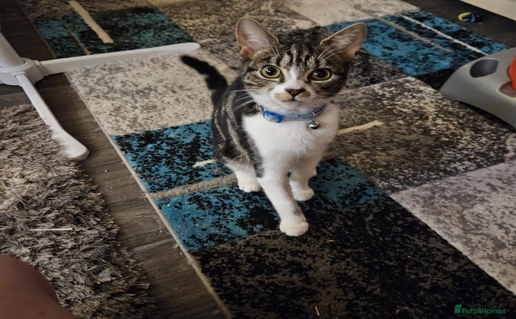 Domestic Shorthair cats - Advert 1