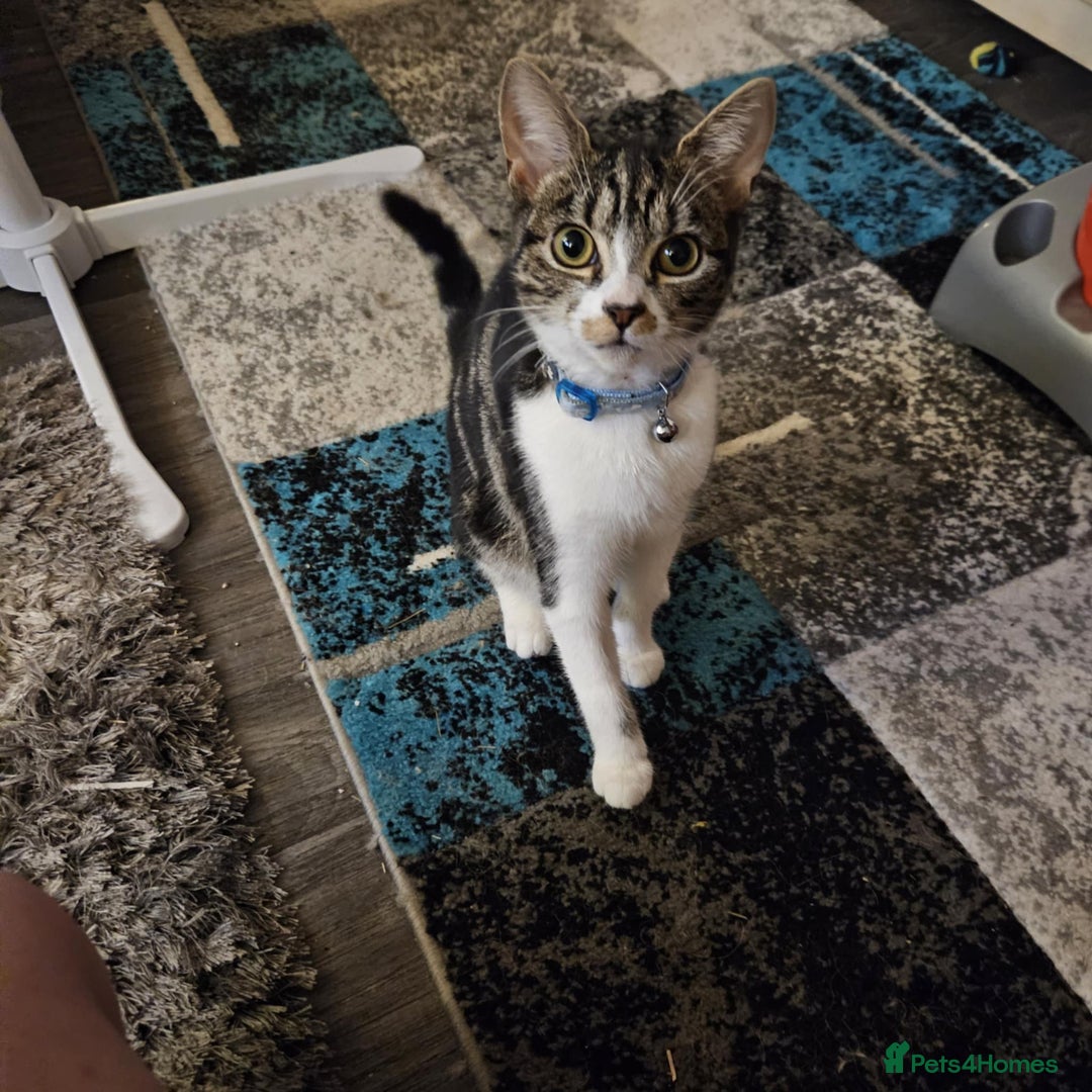 Domestic Shorthair cats for sale: Loving female kitten for sale - Image 1