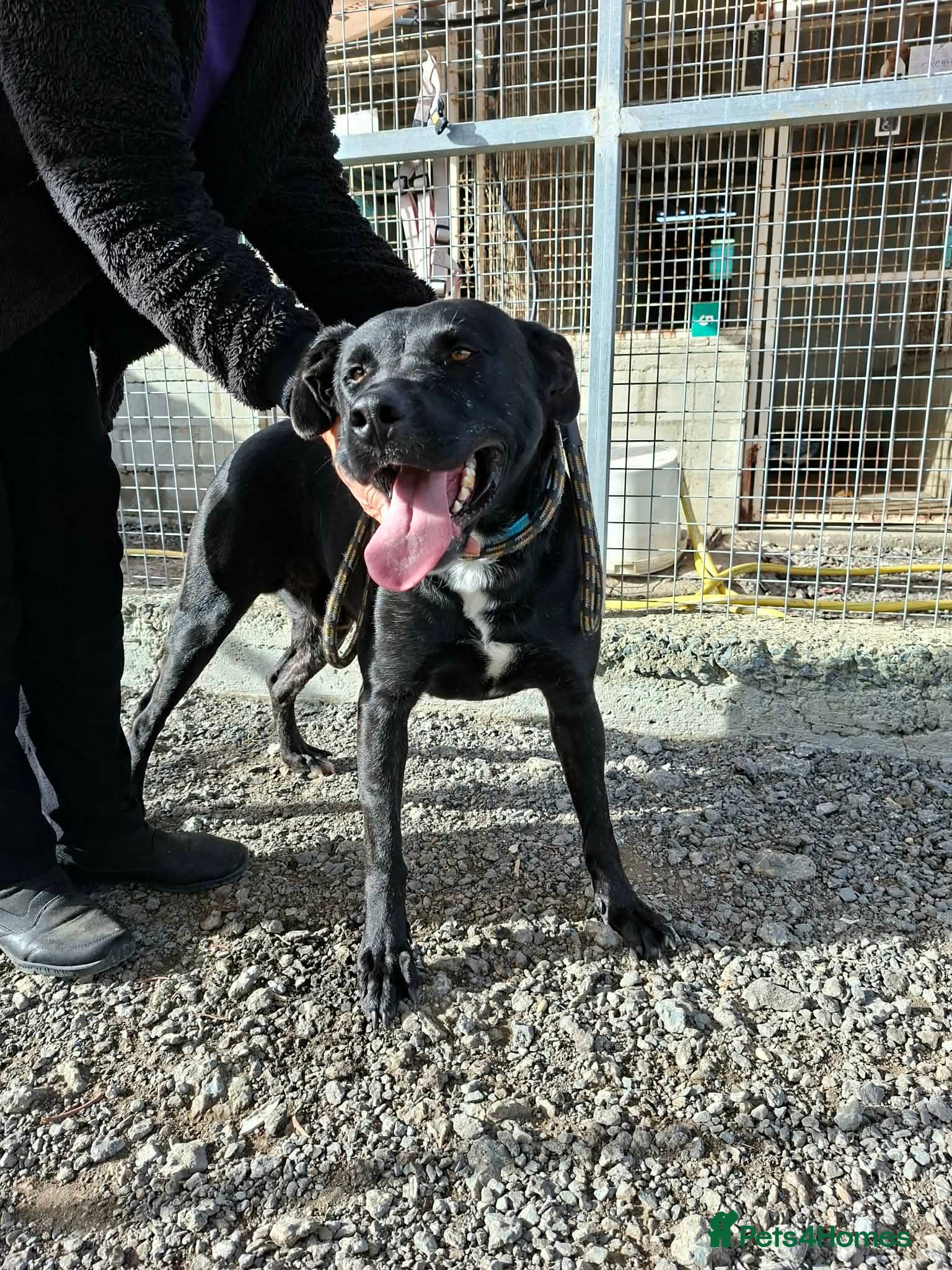 Mixed Breed dogs for adoption: Kofi foster or adopt please - Advert 5