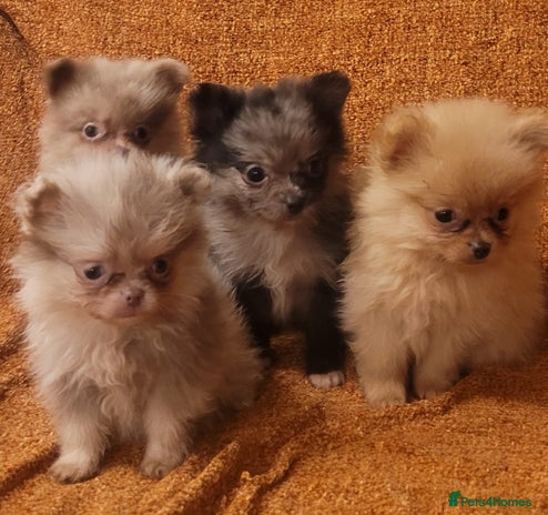 Pomeranian dogs in Swansea - Advert 6