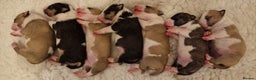 Bull Terrier dogs for stud: 3Miniature bull terriers stud Douglas Nigel Duggie in Bolton - Advert 23