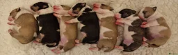 Bull Terrier dogs for stud: 3Miniature bull terriers stud Douglas Nigel Duggie in Bolton - Advert 23