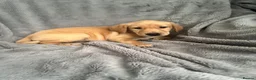 Labrador Retriever dogs for sale: Adorable Labrador Puppies - Advert 6