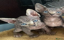 Sphynx cats for sale: Beautiful sphynx kittens - Image 5