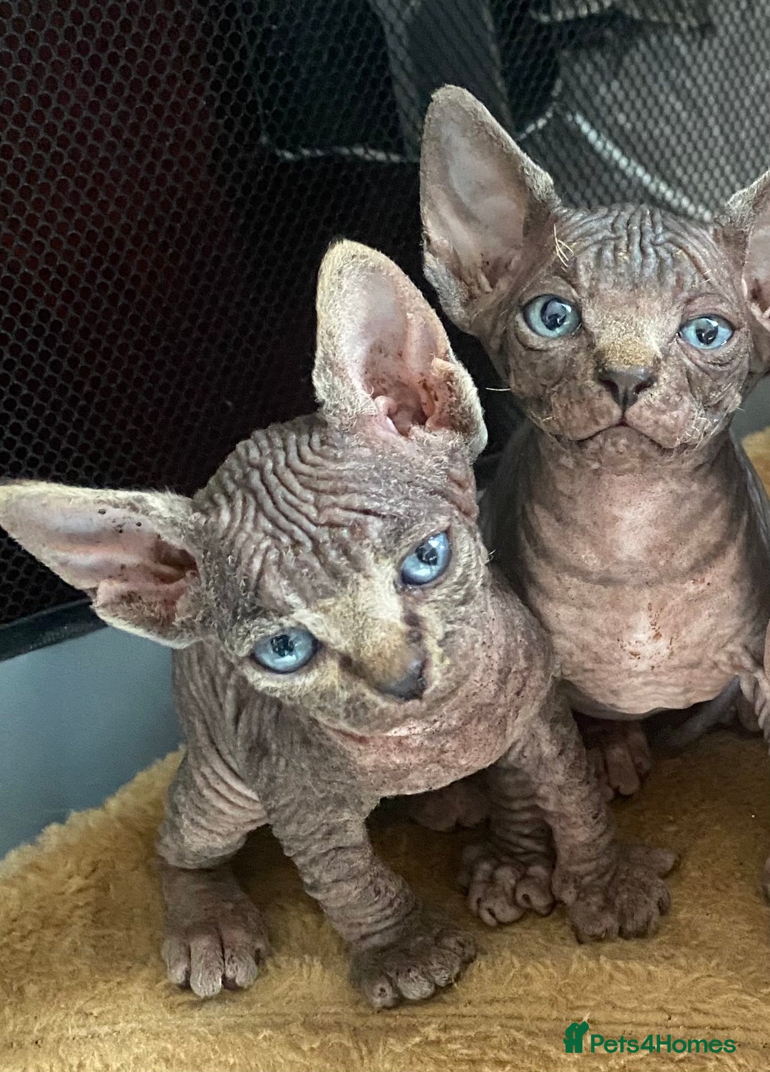 Sphynx cats for sale: Beautiful sphynx kittens - Image 5