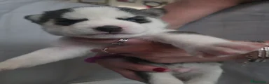 Siberian Husky 1