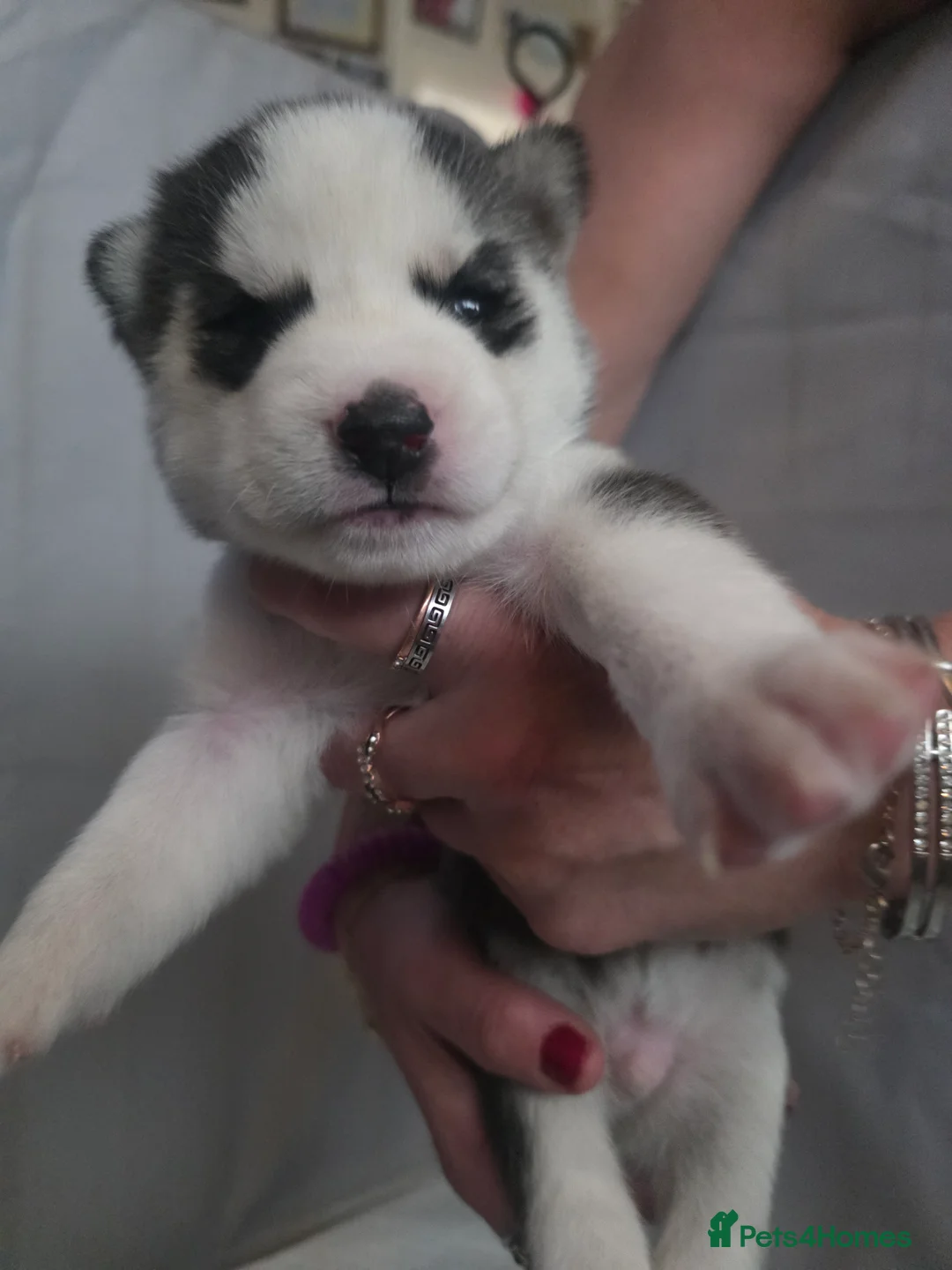 Siberian Husky dogs for sale: 9 siberian husky puppies in Manchester - Advert 10
