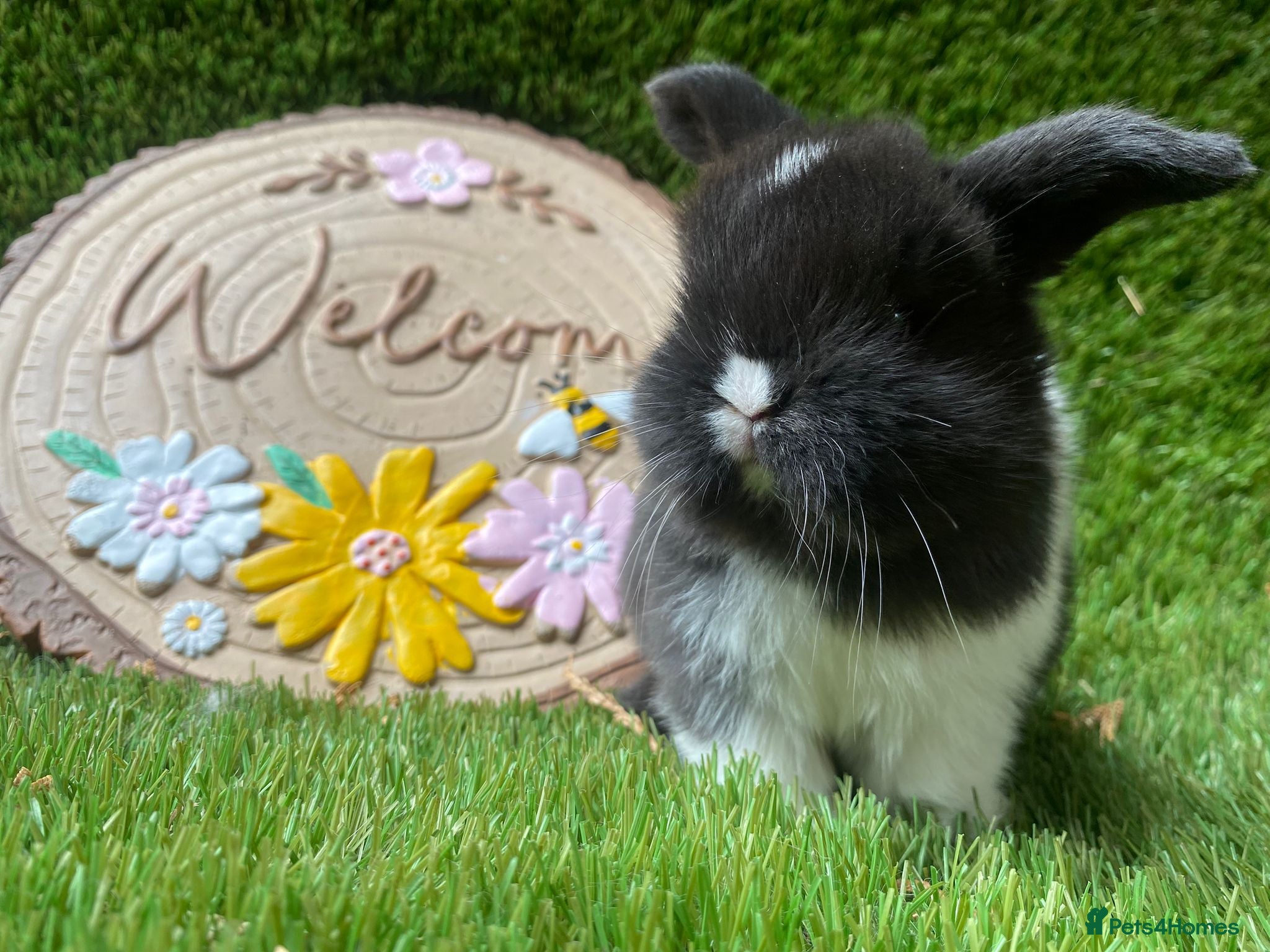 Mini Lion Lop rabbits Mini lop boys - Advert 15