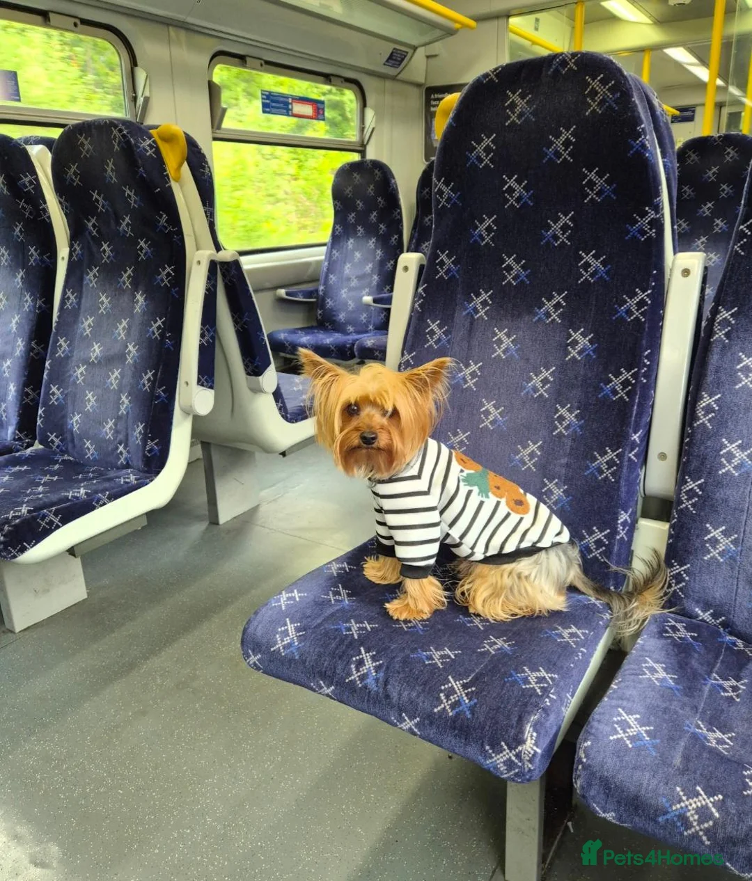 Yorkshire Terrier dogs for stud: Whisky  for stud - Advert 4