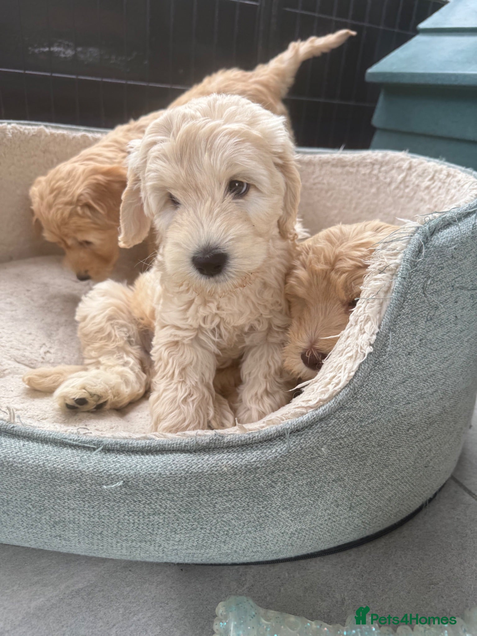Mixed Breed dogs Multigen Double Labradoodles ( only 1 boy left ) - Advert 2