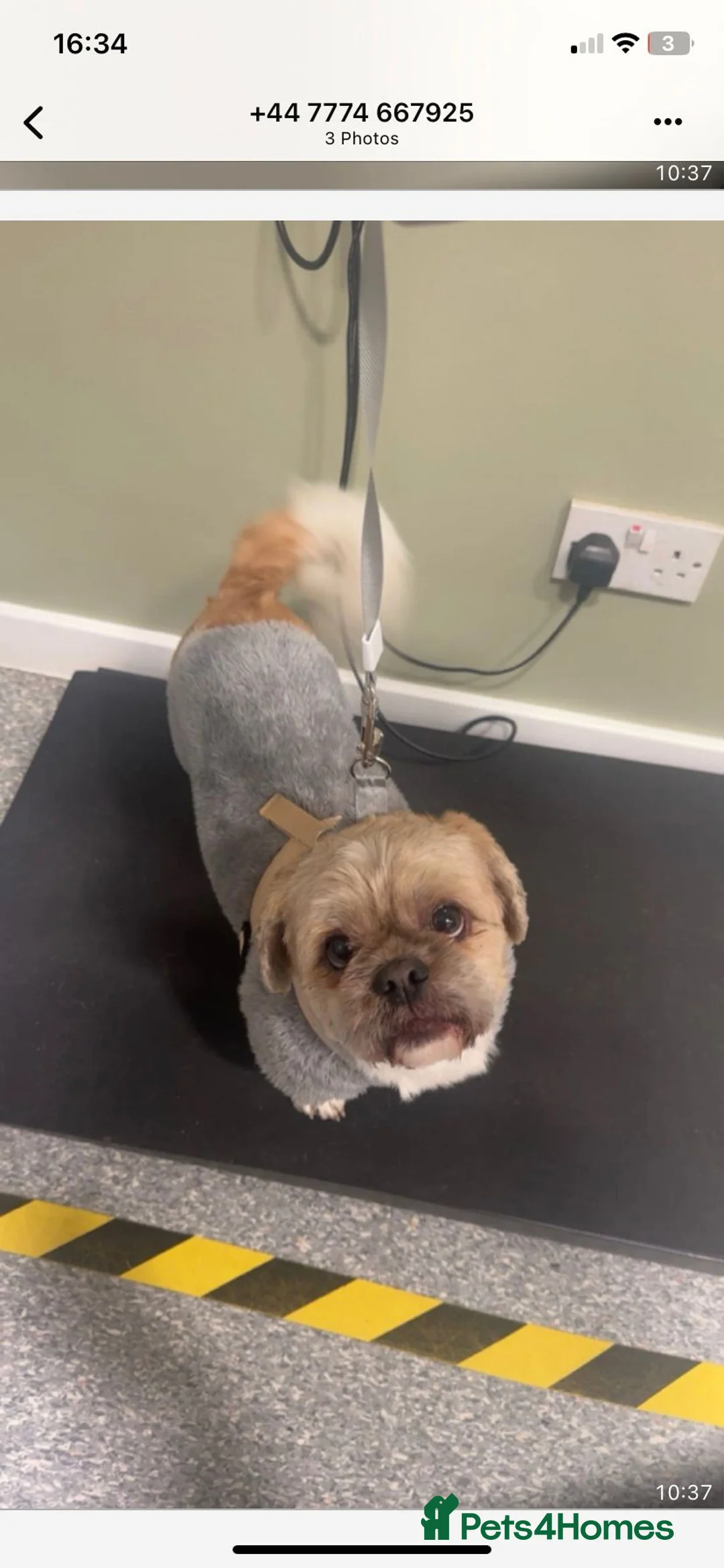 Shih Tzu dogs for adoption: Blue is our cutest shihtzu 💙 - Advert 2