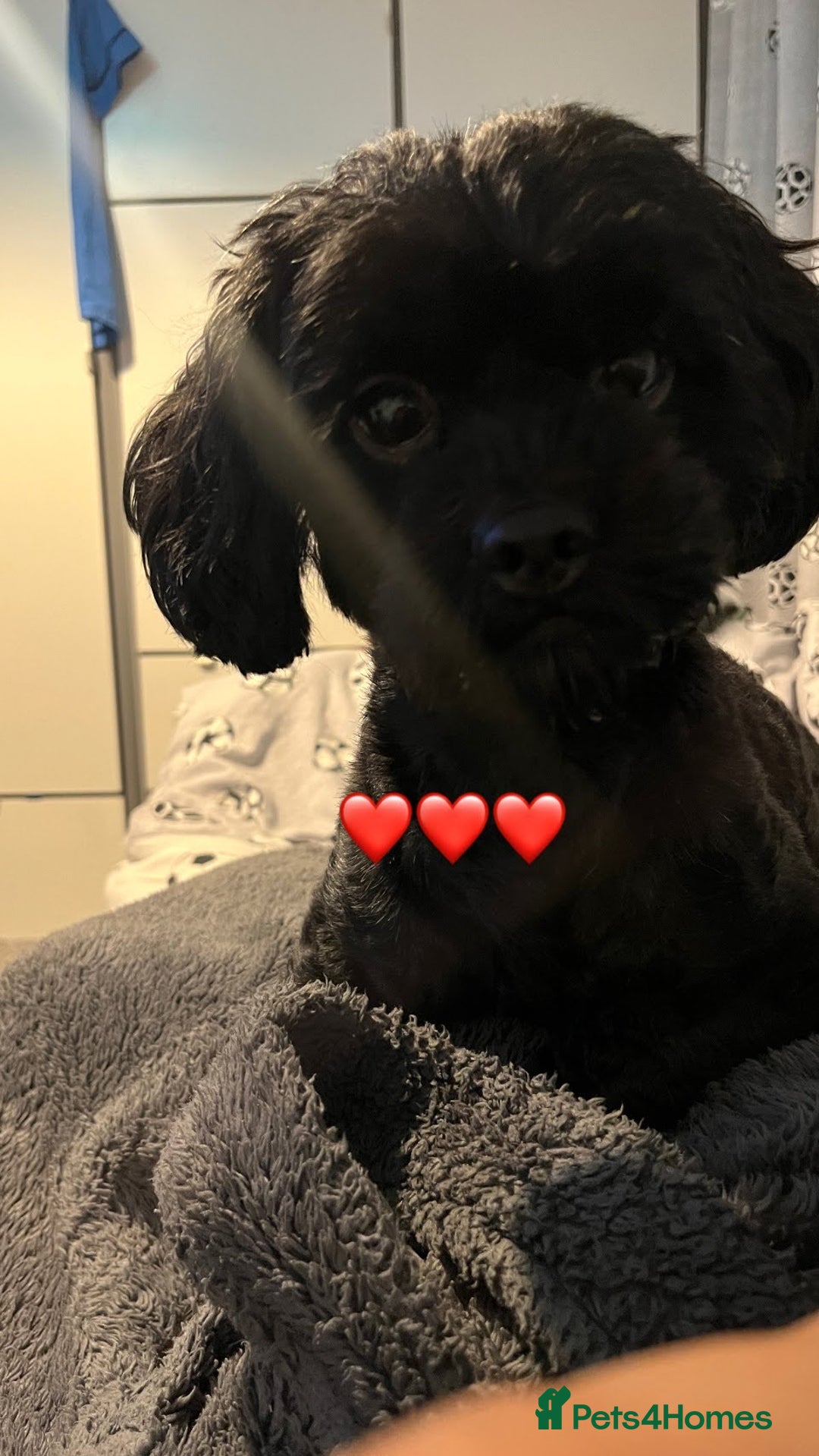 Shihpoo dogs for sale: Waffle doggie - Image 2