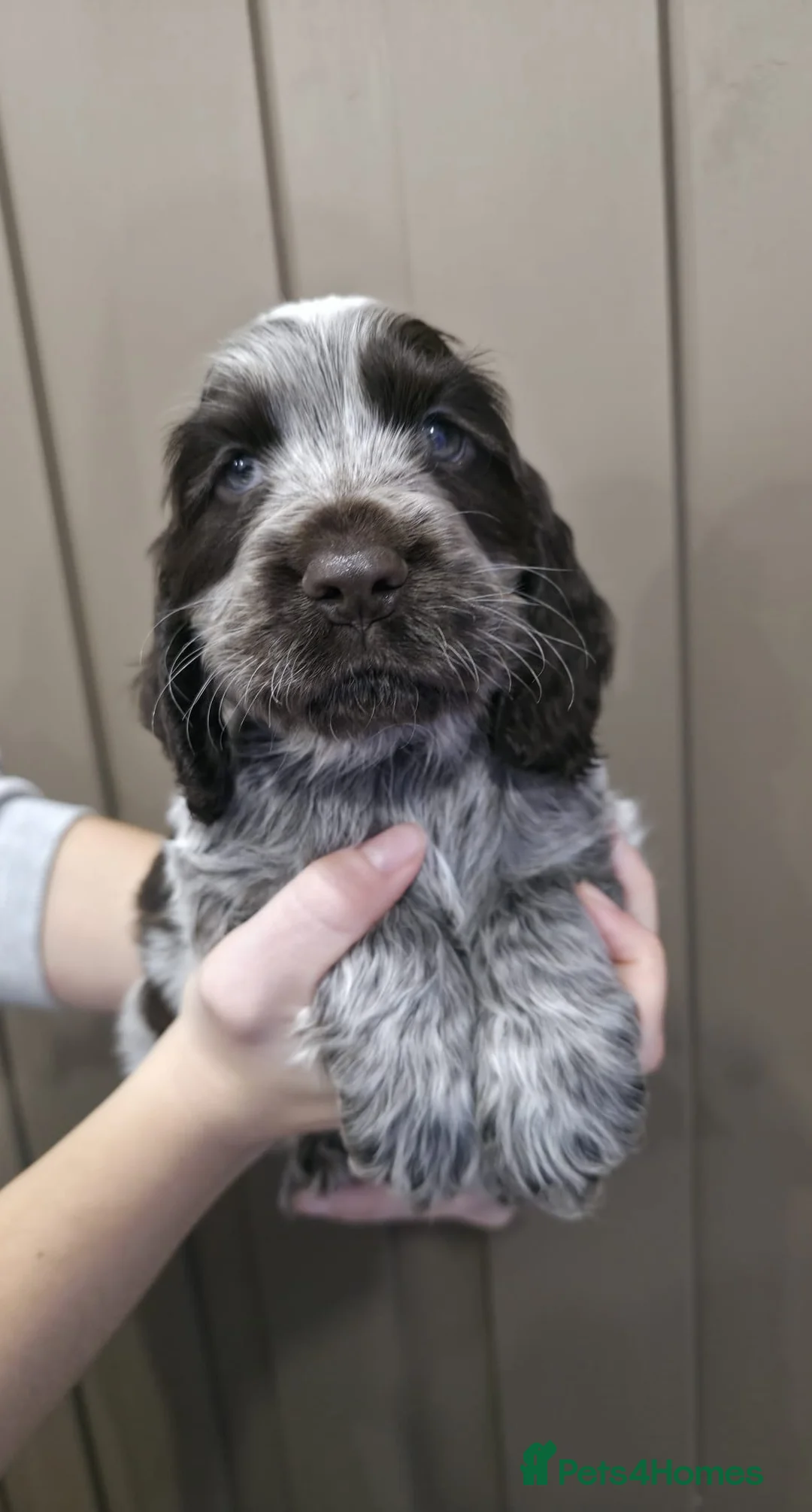 Cocker Spaniel dogs for sale: Show Type Cocker Spaniels Ready to leave now - Advert 30