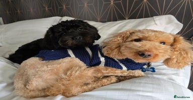 Shihpoo dogs - Advert 3