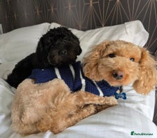 Shihpoo dogs - Advert 3