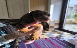 Miniature Dachshund dogs for sale: Superb Miniature KC reg Dachshund puppies - Image 13