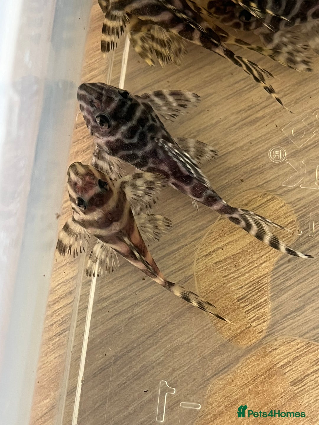 Plecos fish for sale: L333 King Tiger Plecos.  - Image 9