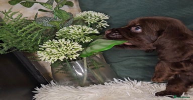Cocker Spaniel dogs - Advert 13