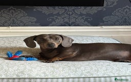 Miniature Dachshund dogs for sale: Miniature dapple dachshund  - Image 18