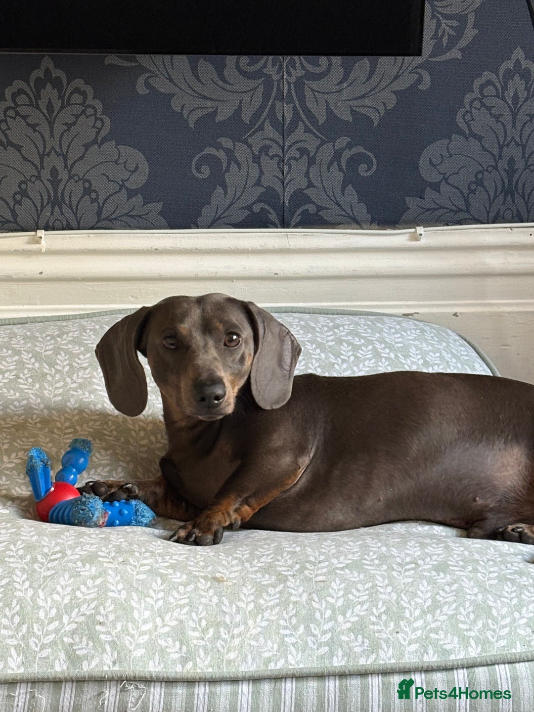 Miniature Dachshund dogs for sale: Miniature dapple dachshund  - Image 18