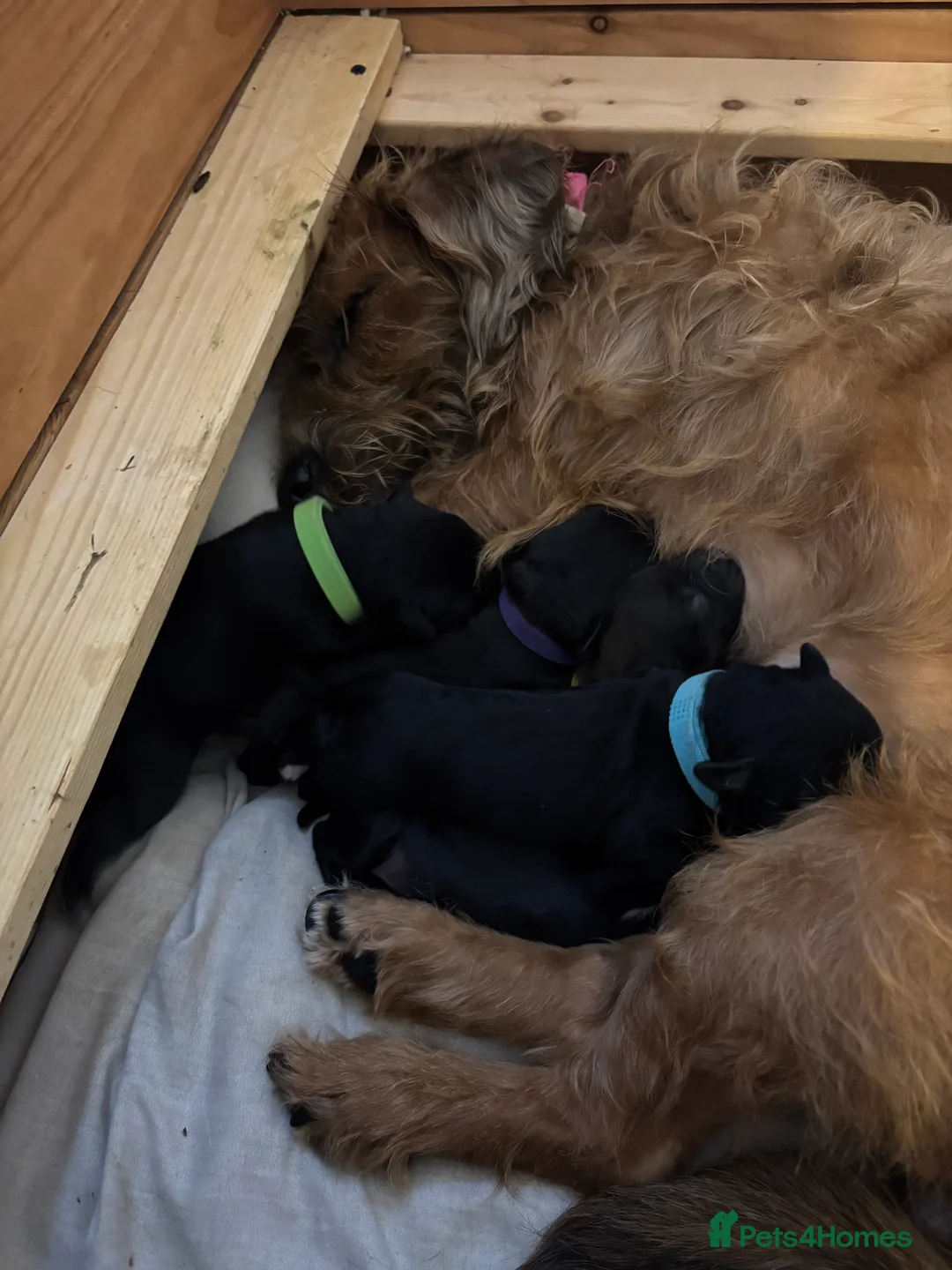 Mixed Breed dogs for sale: One girl puppie - Advert 13