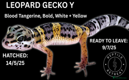 Leopard Gecko reptiles for sale: LEOPARD GECKOS AVAILABLE!! - NEW BABIES!! in Swadlincote - Image 3