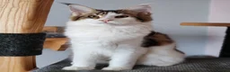Maine Coon cats for sale: Jasmine TitaniumCat - last kitten ❤️❤️❤️  - Advert 1