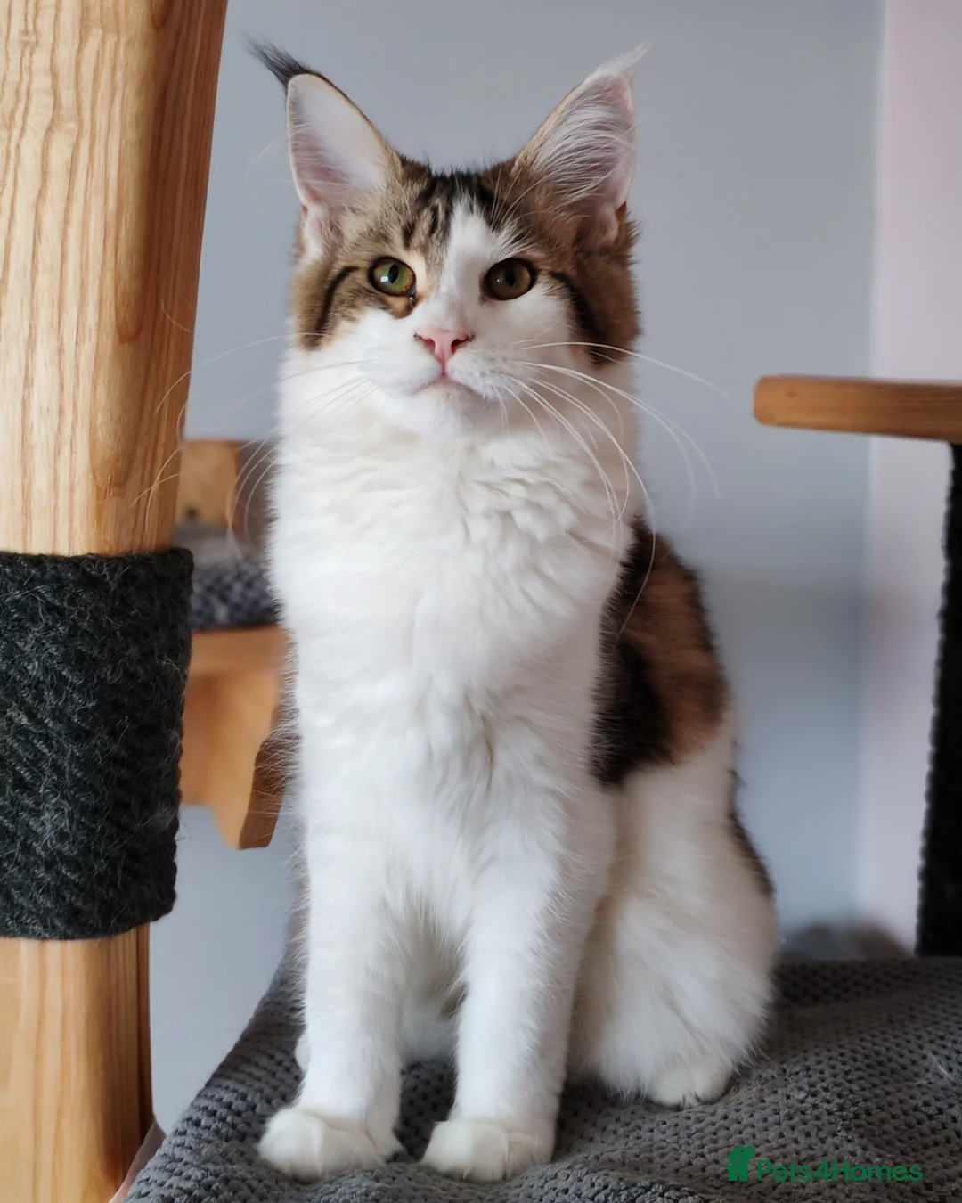 Maine Coon cats for sale: Jasmine TitaniumCat - last kitten ❤️❤️❤️  - Advert 1