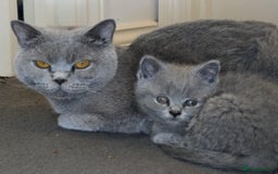 British Shorthair cats for sale:  Ready now. British shorthair kittens  - Image 1