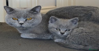 British Shorthair cats - Advert 8