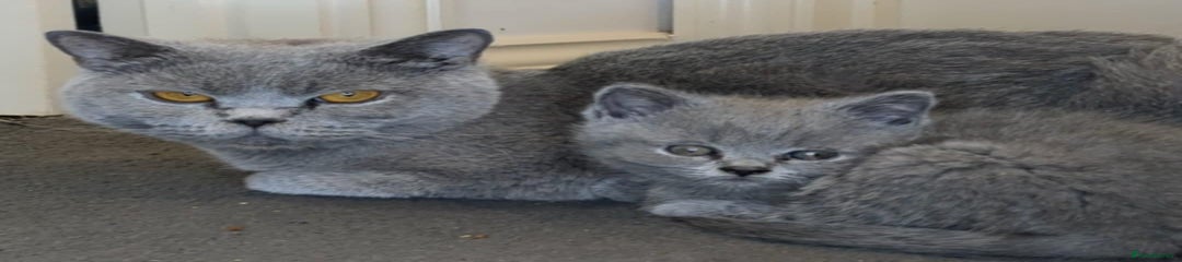 British Shorthair Kitten 1