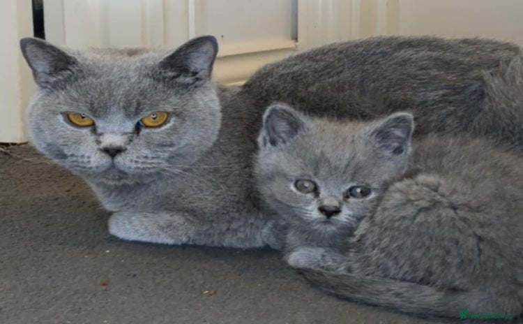 British Shorthair cats - Advert 3