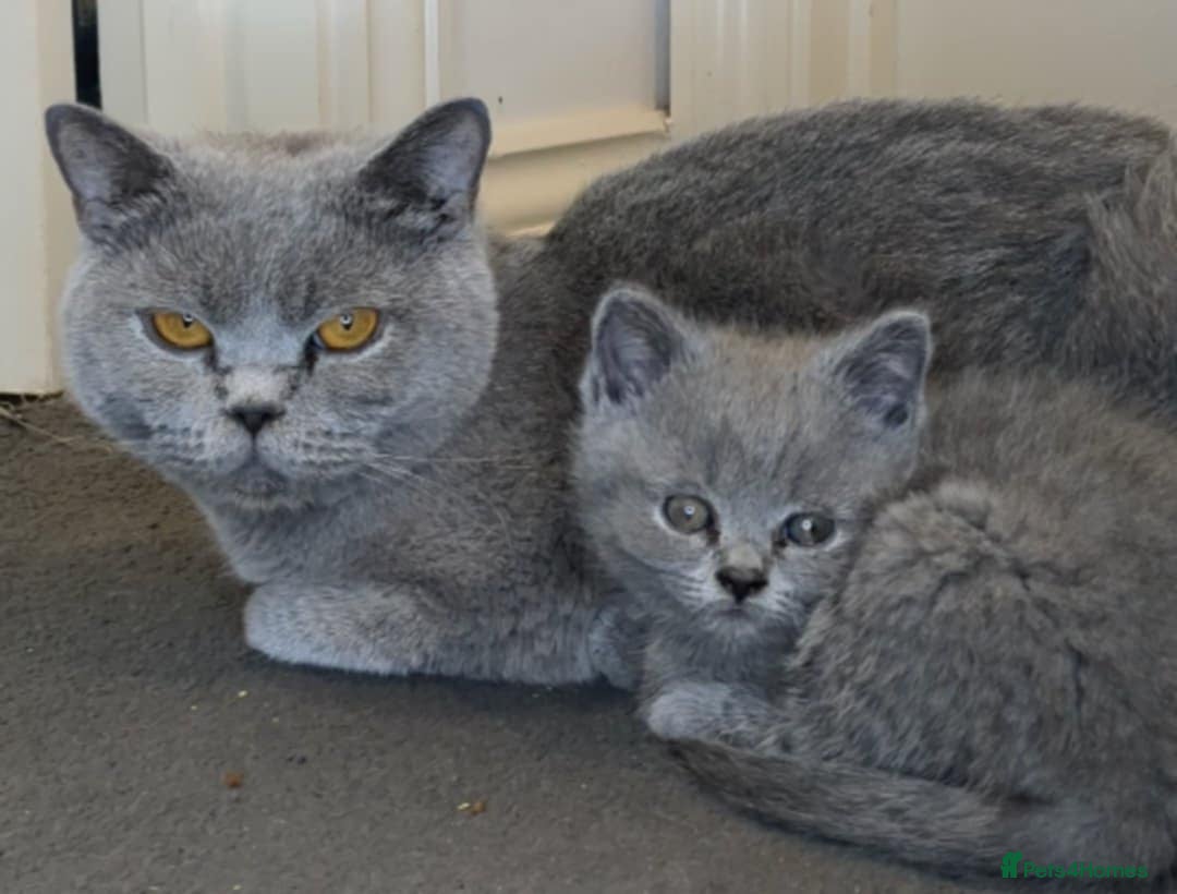British Shorthair cats for sale:  Ready now. British shorthair kittens  - Image 1