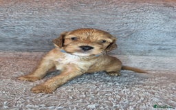 Irish Doodle dogs for sale: Toy Irish Doodle Puppies For Sale  - Image 34