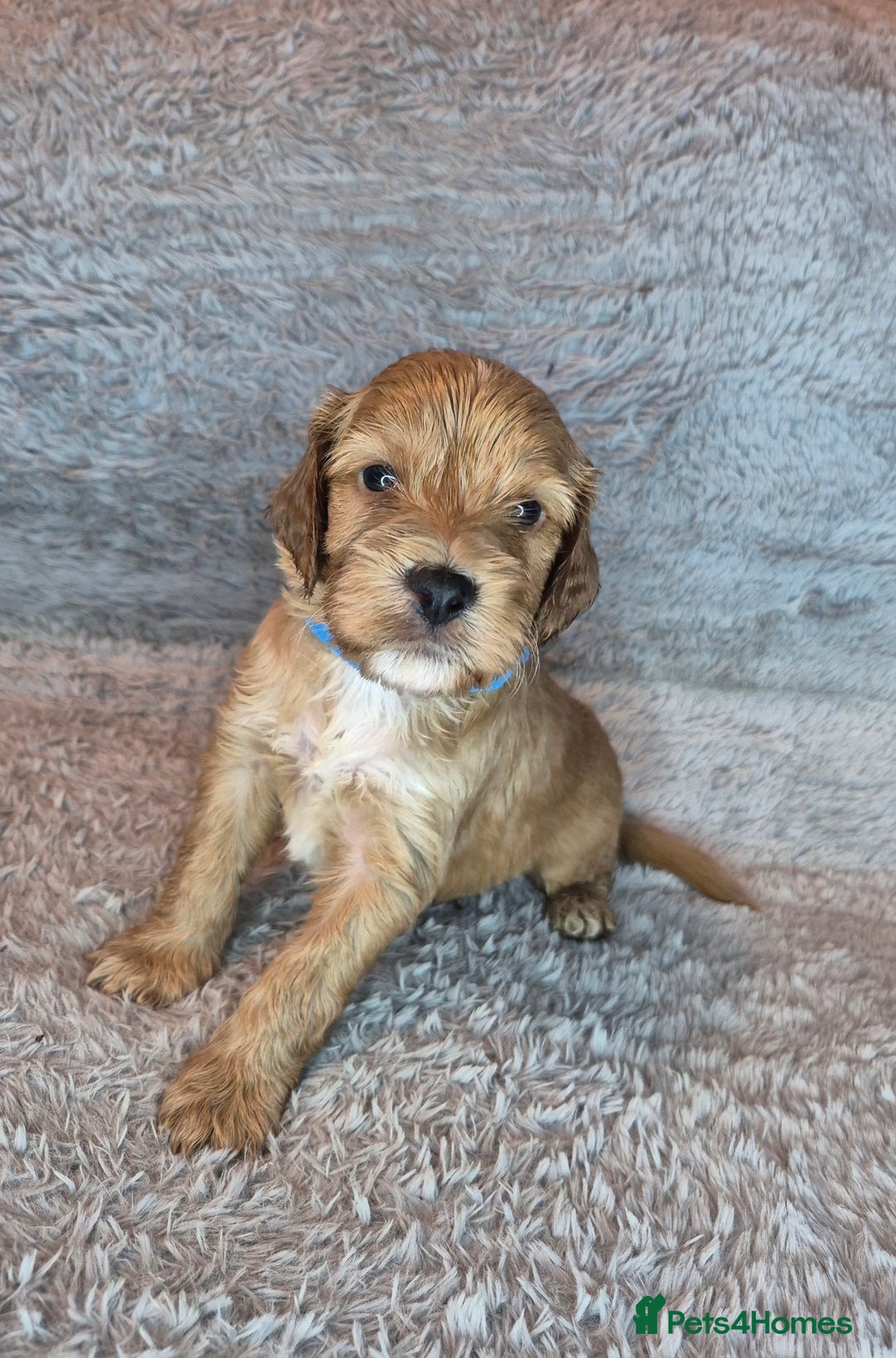Irish Doodle dogs for sale: Toy Irish Doodle Puppies For Sale  - Image 34