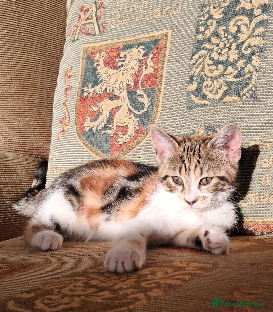Domestic Shorthair cats Beautiful tri-colour calico tabby girl - Advert 5